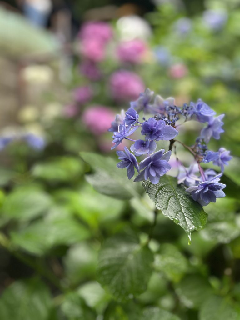 紫陽花